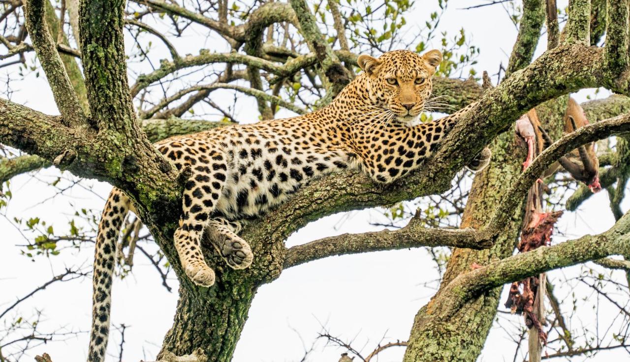 Eagle View, Mara Naboisho Exterior foto